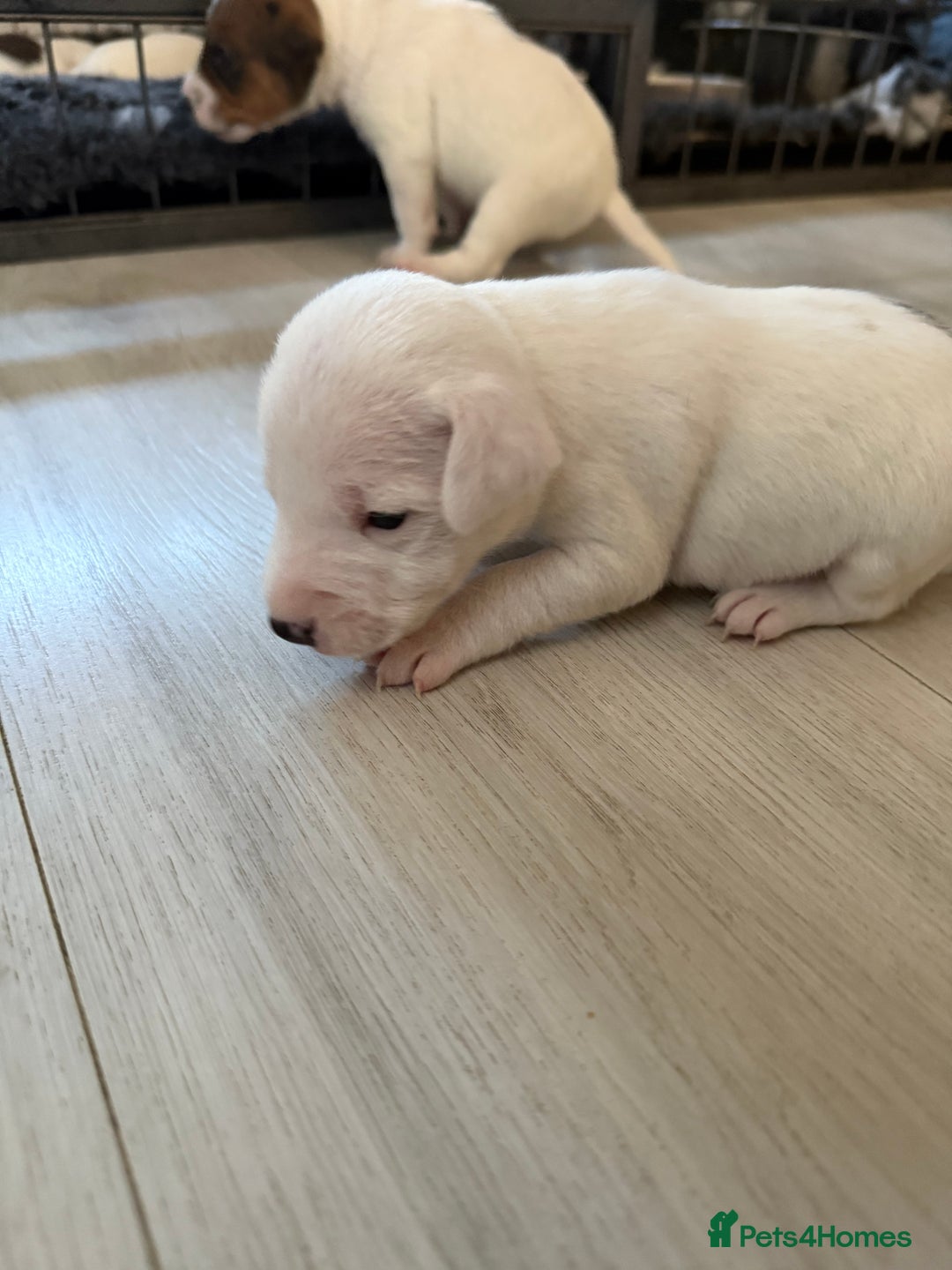 Parson Russell dogs for sale: 3 Male Parson Jack Russell’s for sale  - Image 10