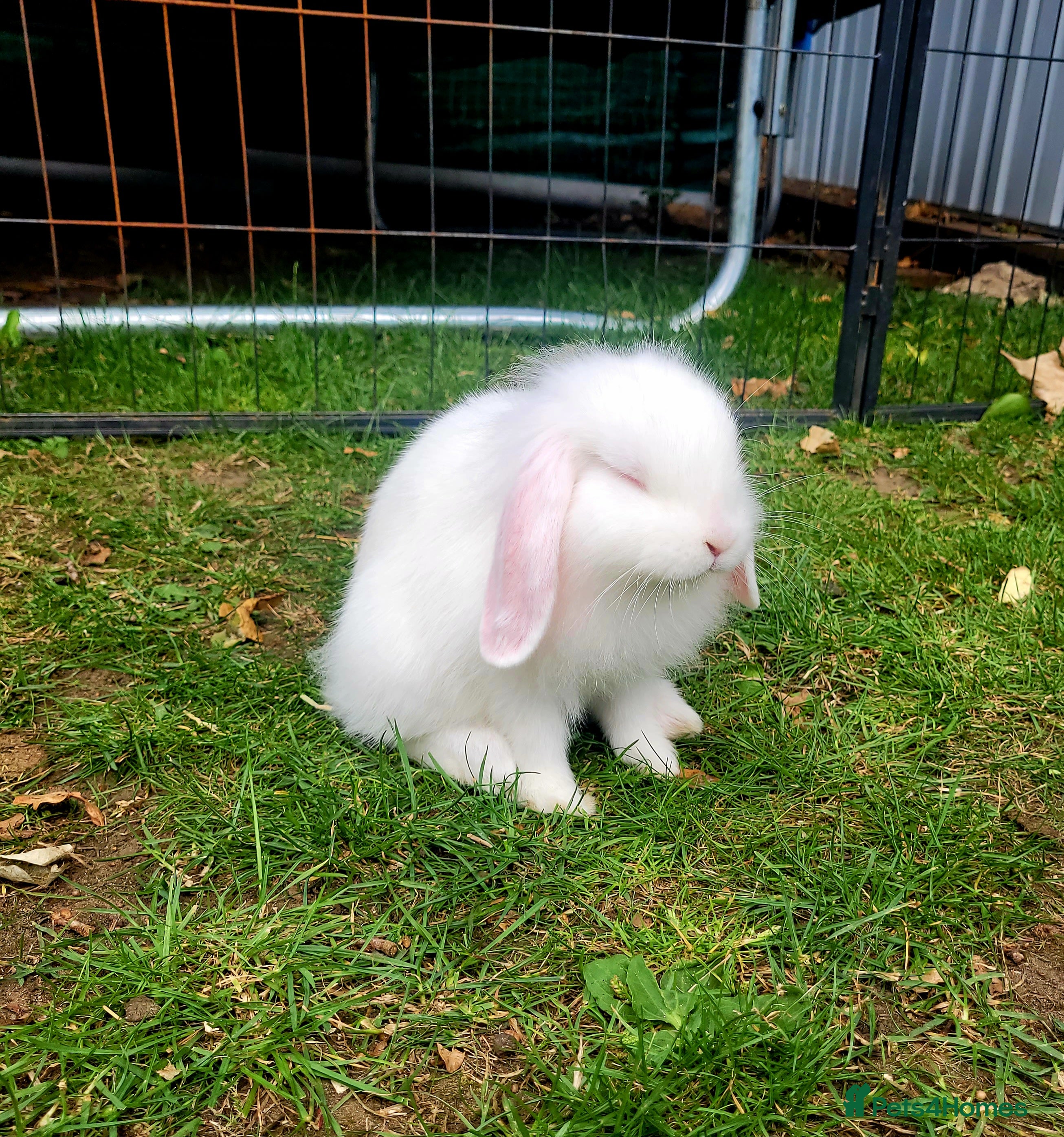 Mini Lop rabbits Mini lop bunny 🐰 2 left - Advert 1