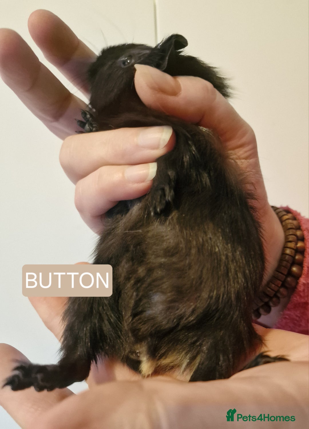 Guinea Pig rodents for sale: Female guinea pigs  - Advert 20