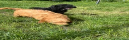 Cockapoo dogs for sale: Gorgeous Cockapoo Boys  - Advert 25