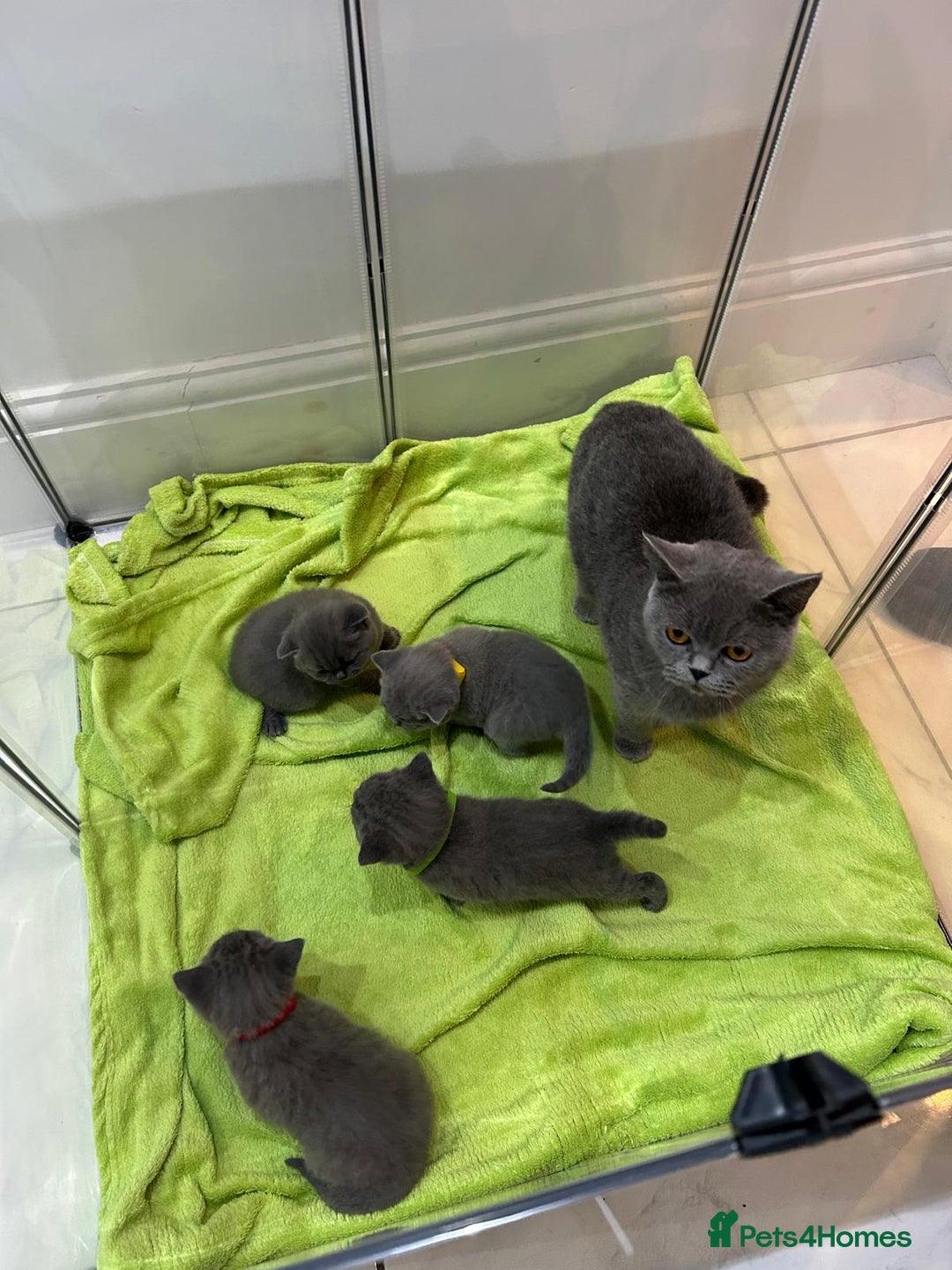 British Shorthair cats for sale: Stunning British shorthair kittens - Image 20