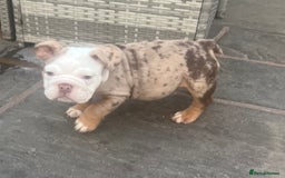 English Bulldog dogs for sale: Stunning New England Bulldogs! Ready for new home - Image 9
