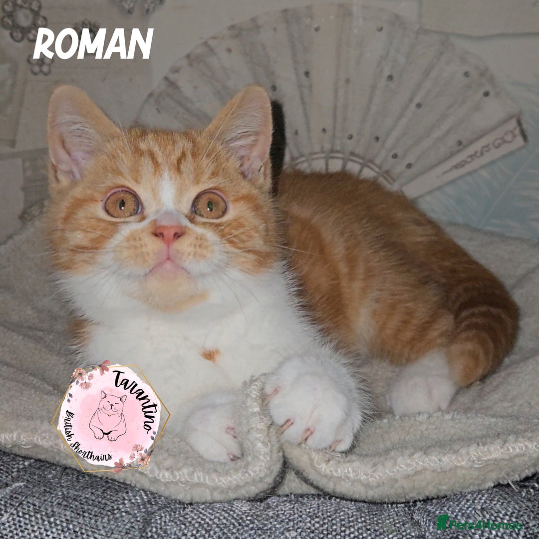 British Shorthair cats for sale: GCCF REGISTERED BRITISH SHORTHAIR KITTENS  - Advert 28