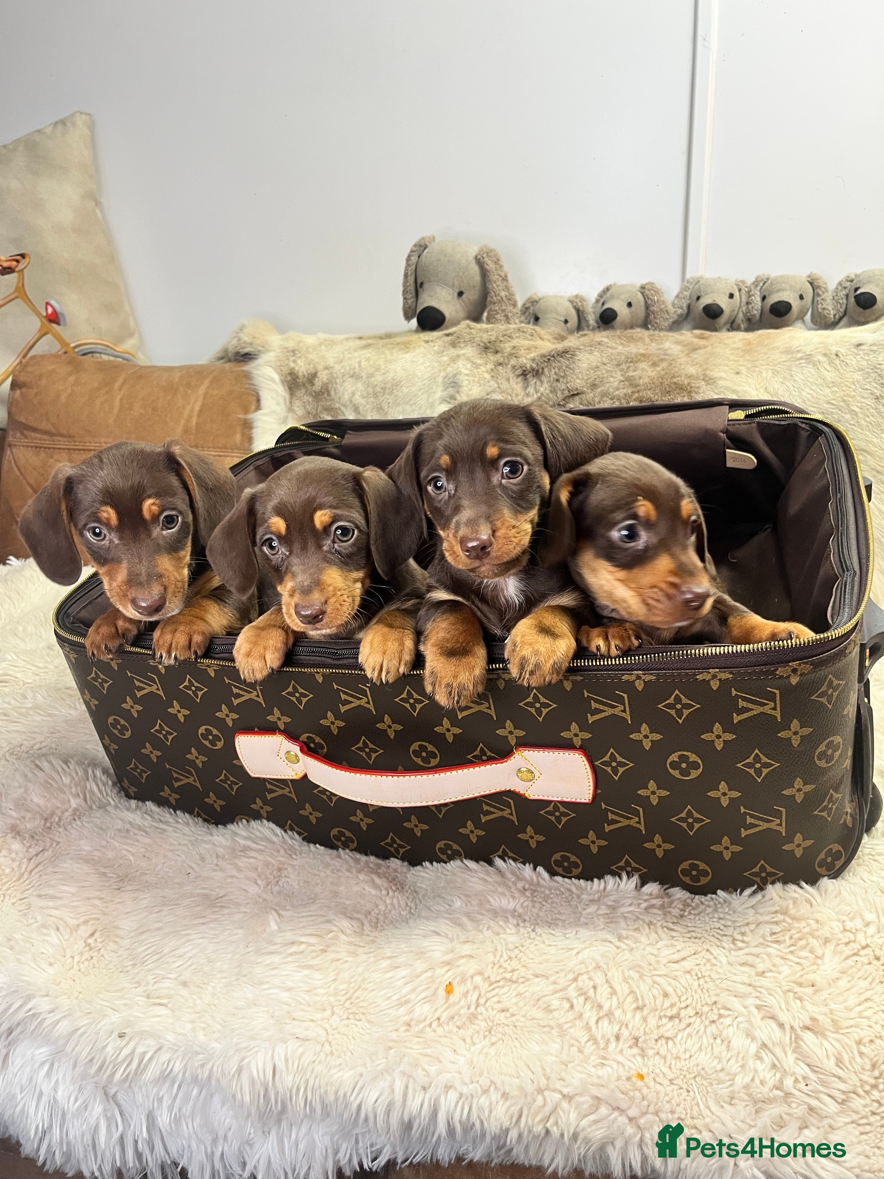 Dachshund dogs stunning gorgeous litter  - Advert 12