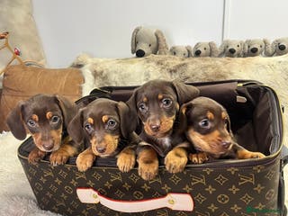Dachshund dogs stunning gorgeous litter - Advert 2
