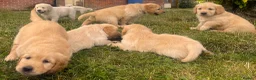 Golden Retriever dogs for sale: Gorgeous KC Registered Puppies in Sudbury - Advert 8