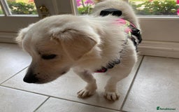 Mixed Breed dogs for adoption: Meet Eric – the sweetest little poppet - Image 3