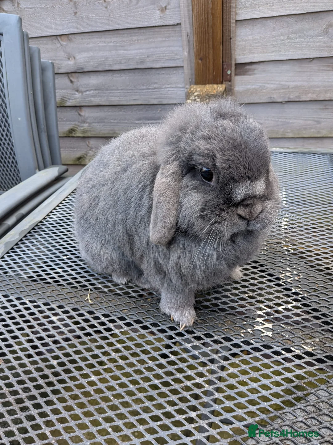 Mini Lop rabbits for sale: Bonded Pair 5 years old looking for a loving home - Advert 4