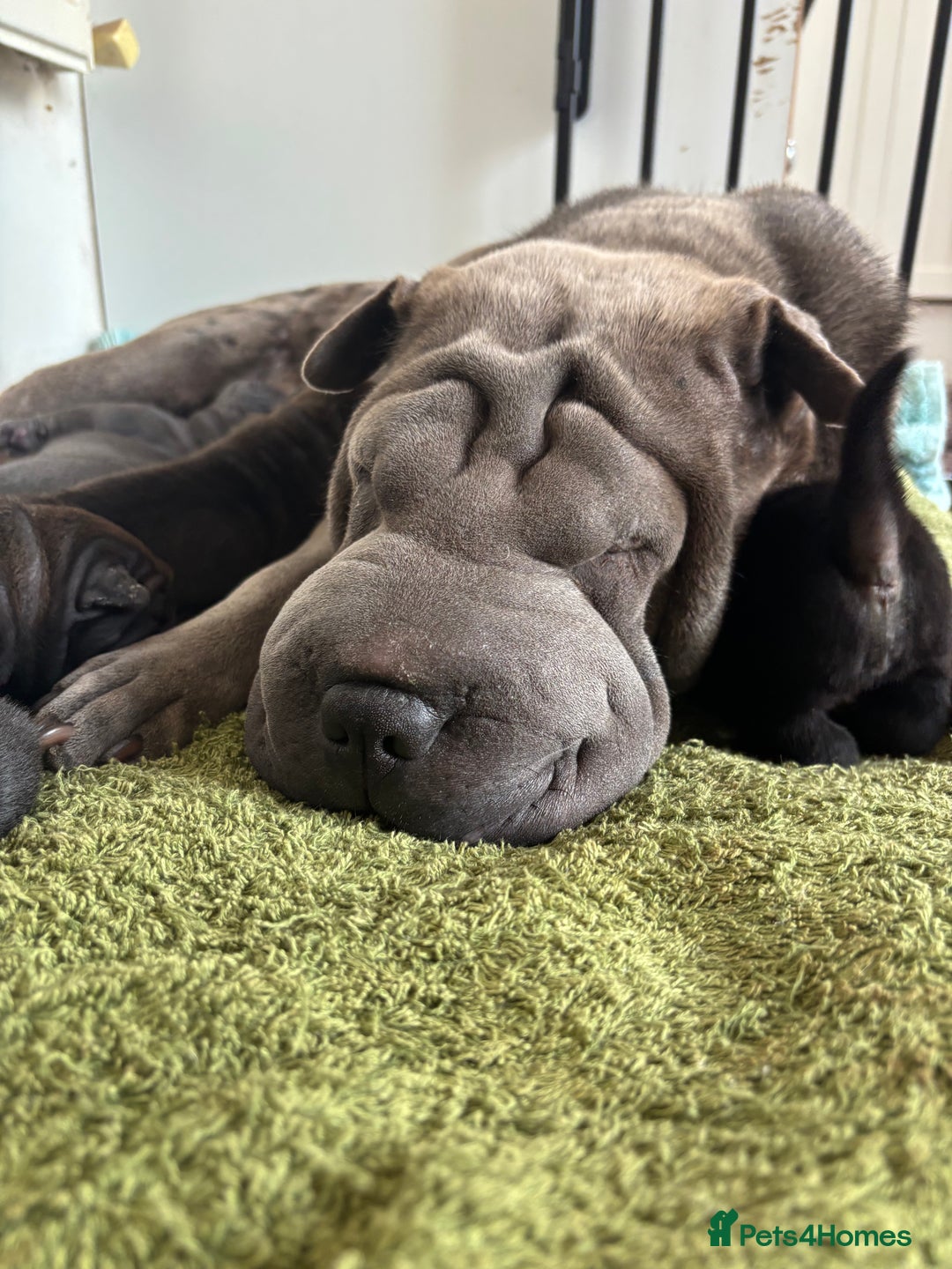 Shar Pei dogs for sale: Healthy Shar Pei puppies - Advert 8