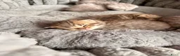 Scottish Fold cats for sale: Beautiful Scottish Fold Kittens for Loving Homes🐱 - Advert 16