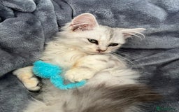 Siberian cats for sale: Adorable Siberian Kitten - Image 3