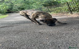 Presa Canario dogs for stud: Working line Presa for stud puppy deals available  - Image 7