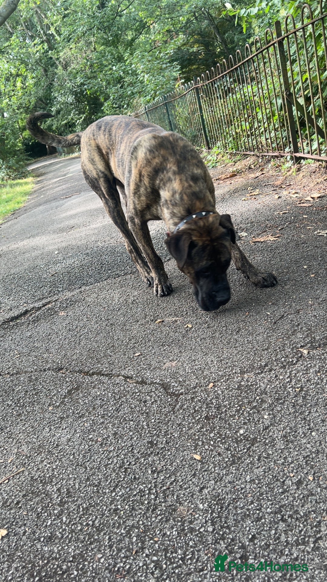 Presa Canario dogs for stud: Working line Presa for stud puppy deals available  - Image 7