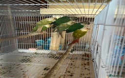 Conures birds for sale: Conures  - Image 7