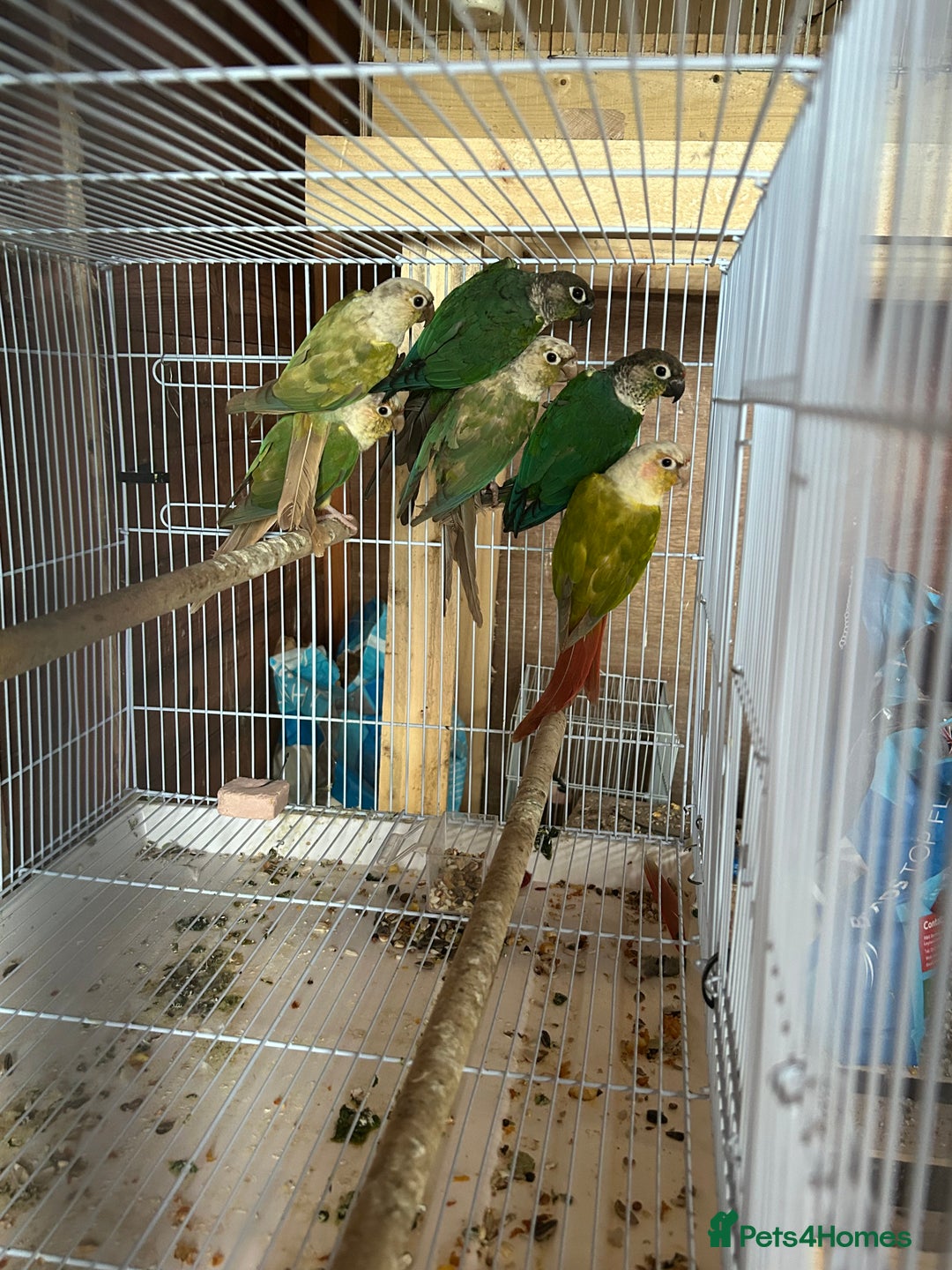 Conures birds for sale: Conures  - Image 7