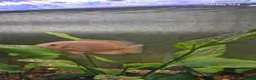 Cichlids fish for sale: 3 oscars 1 red 2 white/orange - Advert 6