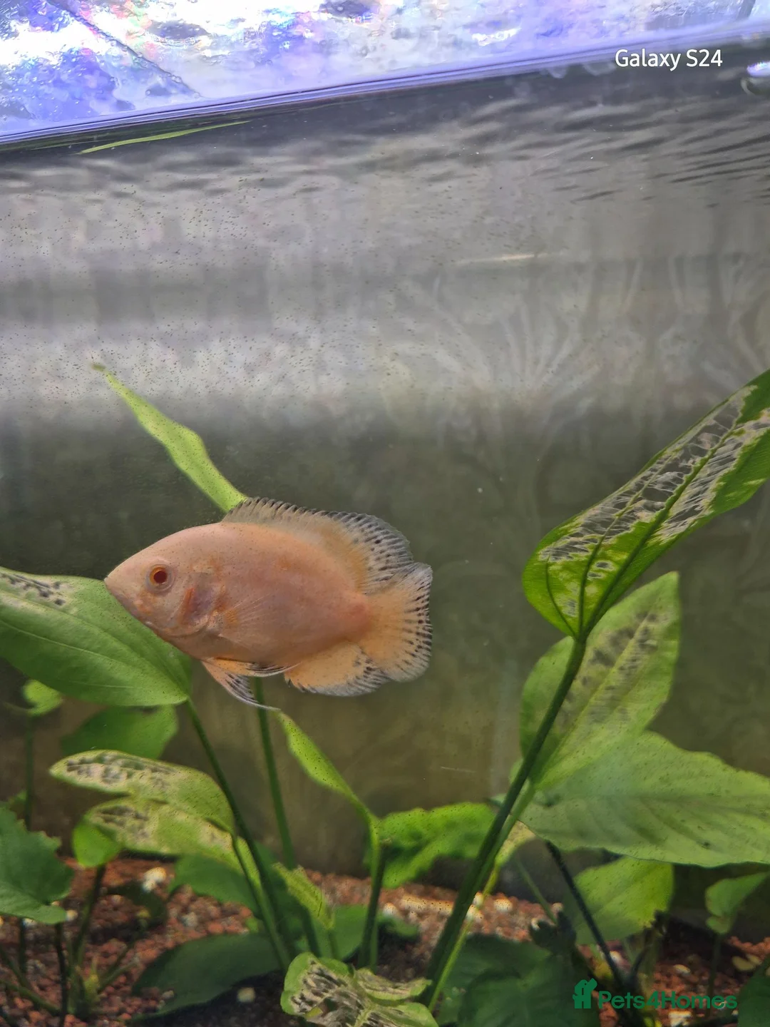 Cichlids fish for sale: 3 oscars 1 red 2 white/orange - Advert 6