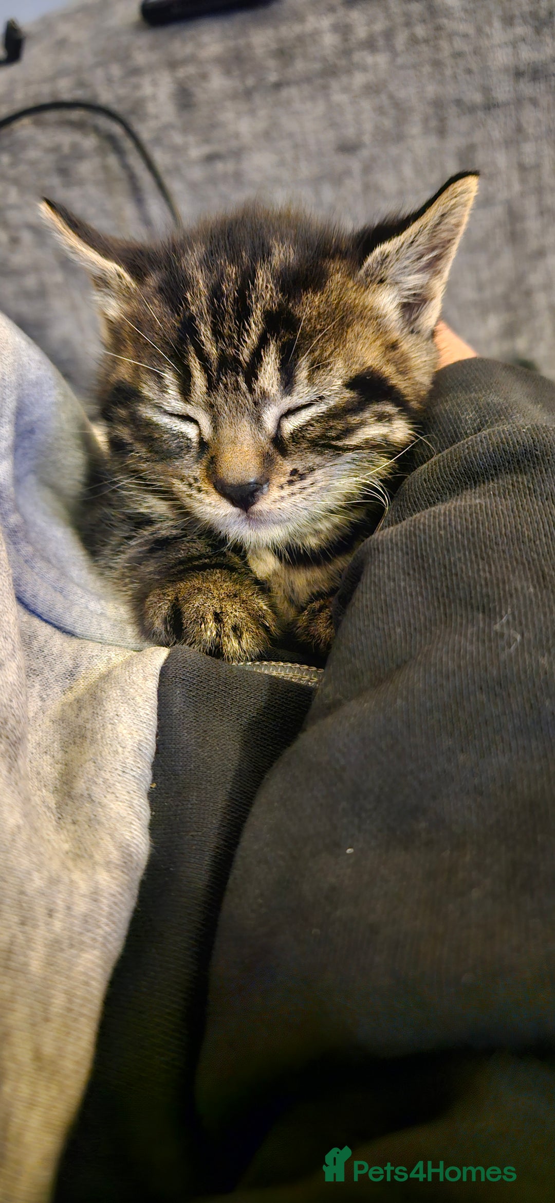 Bengal cats for sale: Kittys:Bengal+British parents  - Advert 7