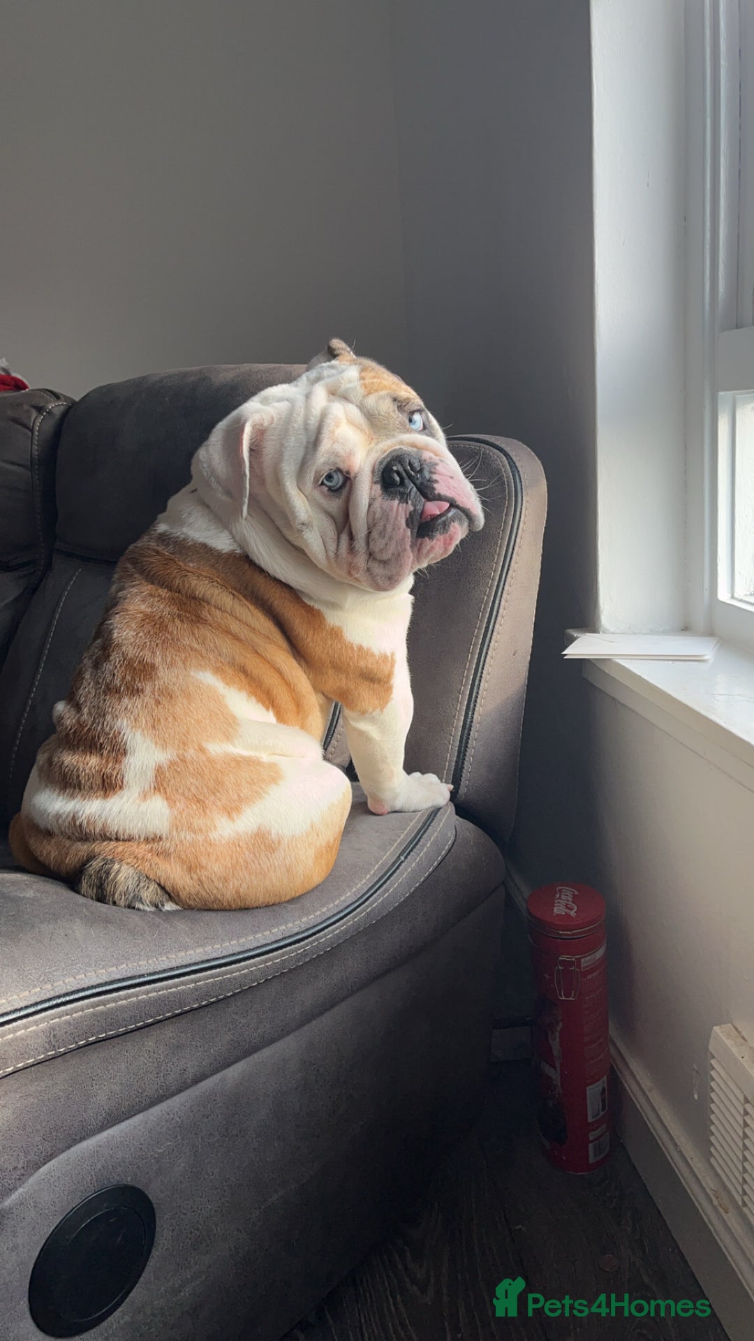 English Bulldog dogs for stud: British Bulldog Stud - First time available.  - Image 16