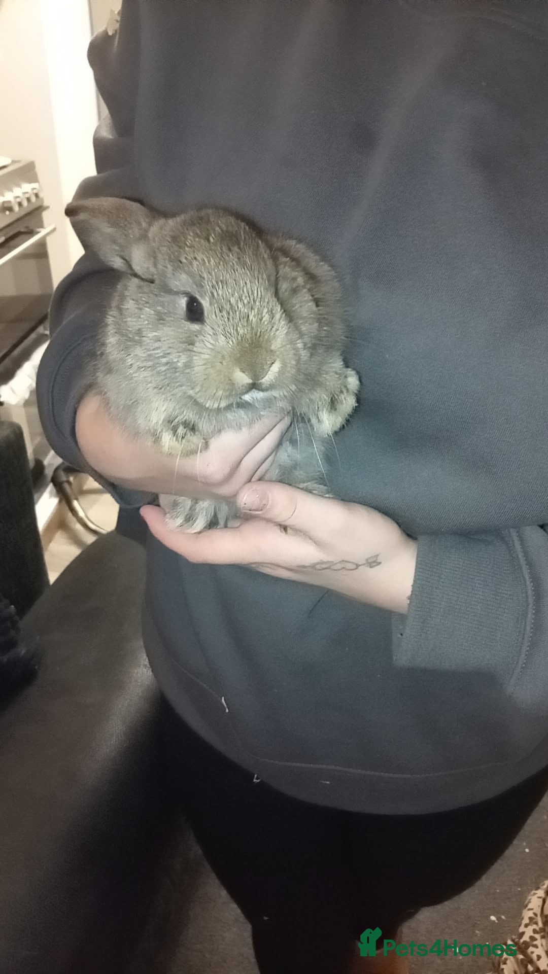 Mixed Breed rabbits for sale: 4 baby rabbits - Advert 1