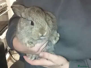 Mixed Breed rabbits 4 baby rabbits - Advert 7