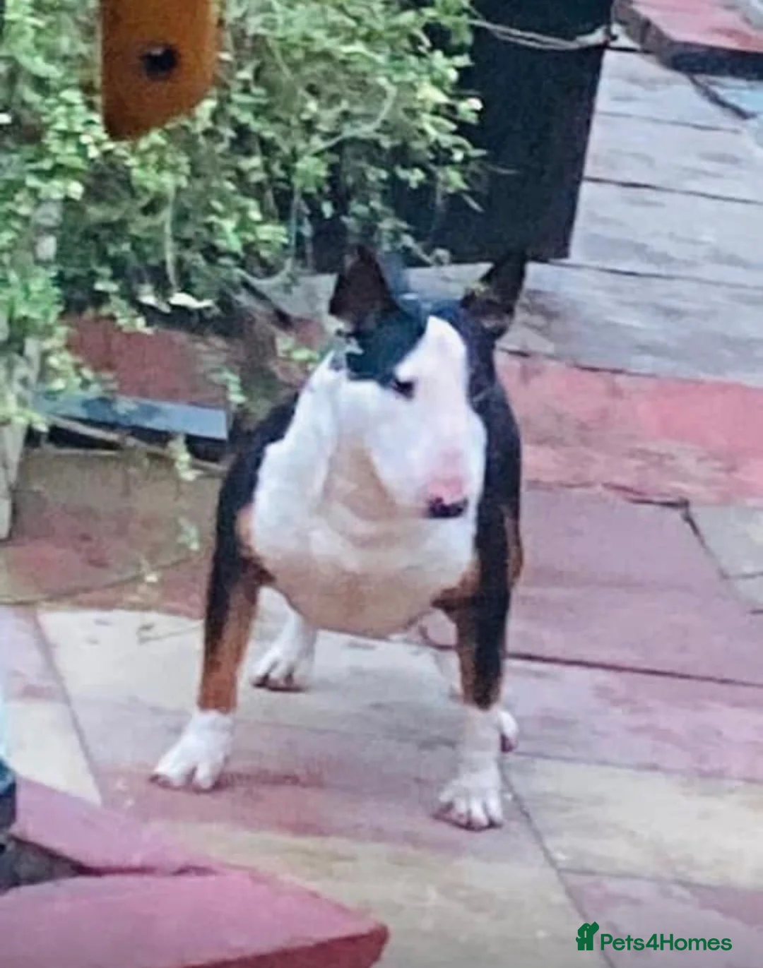 English Bull Terrier dogs for sale: English Bull Terrier Puppies - Advert 2