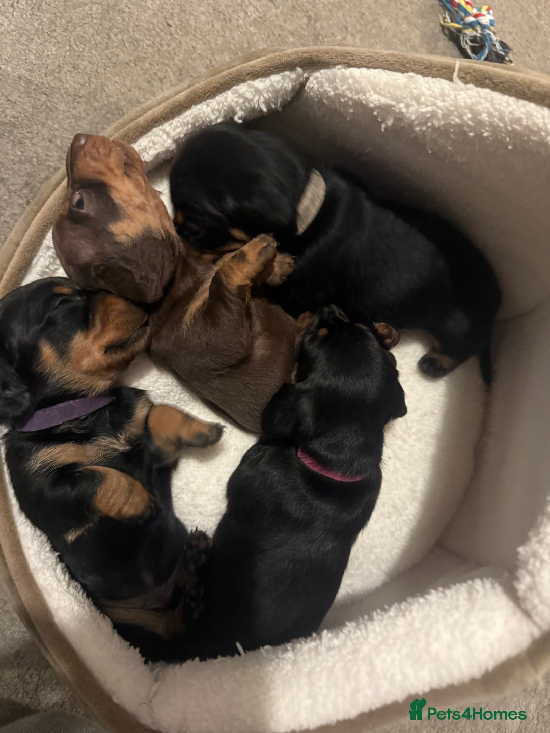 Miniature Dachshund dogs for sale: 4 x gorgeous miniature dachshund puppies  - Image 7