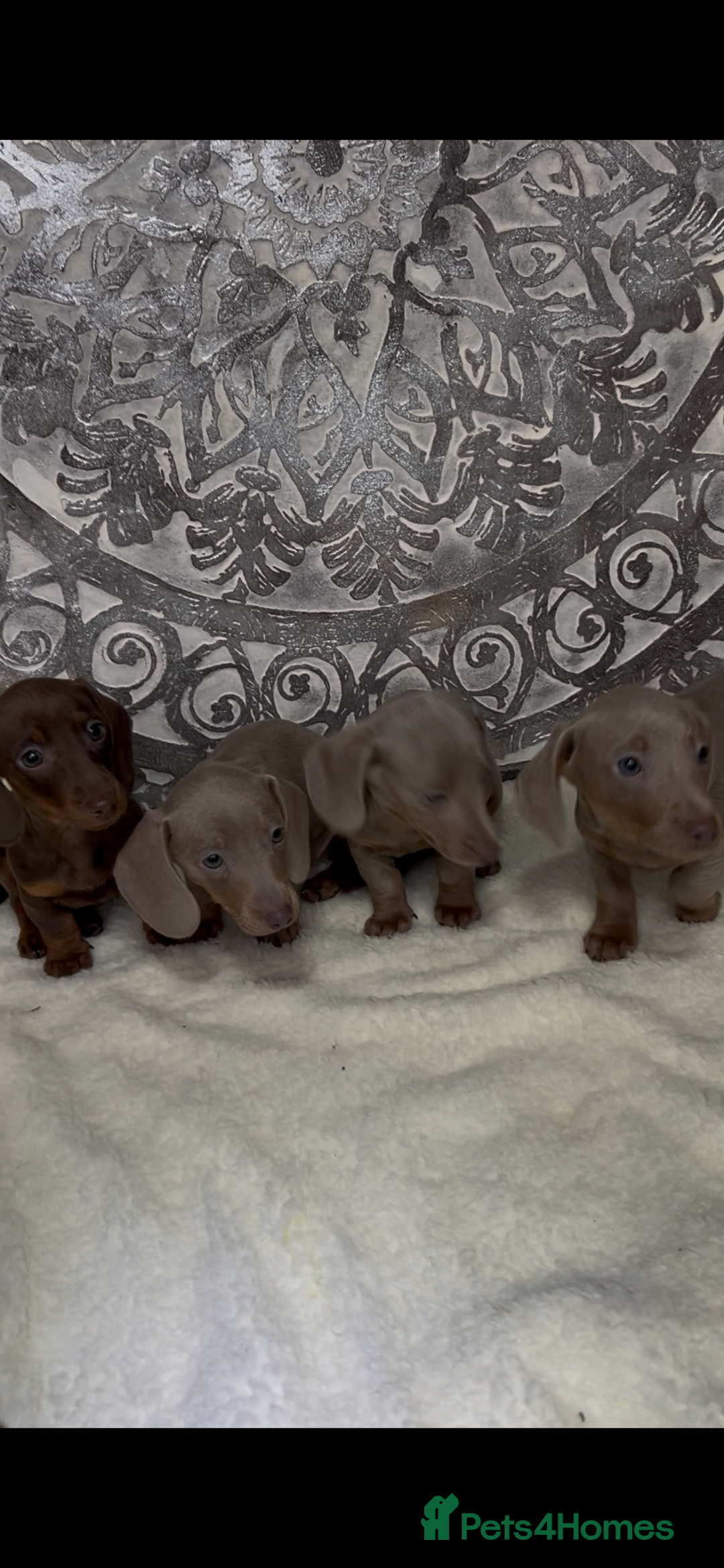 Miniature Dachshund dogs for sale: Ready now miniature dachshund pups - Advert 3