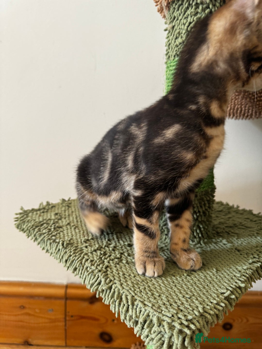 Mixed Breed cats for sale: Gorgeous Marble fur kitten - Ready now - Image 9