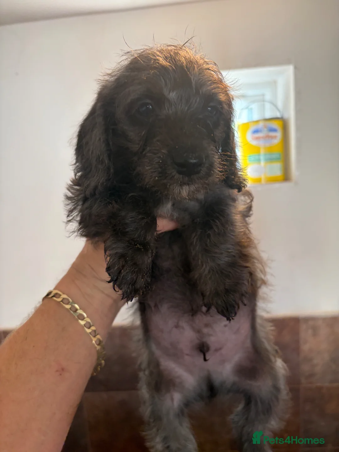 Doxiepoo dogs for sale: Doxiepoo  - Advert 2