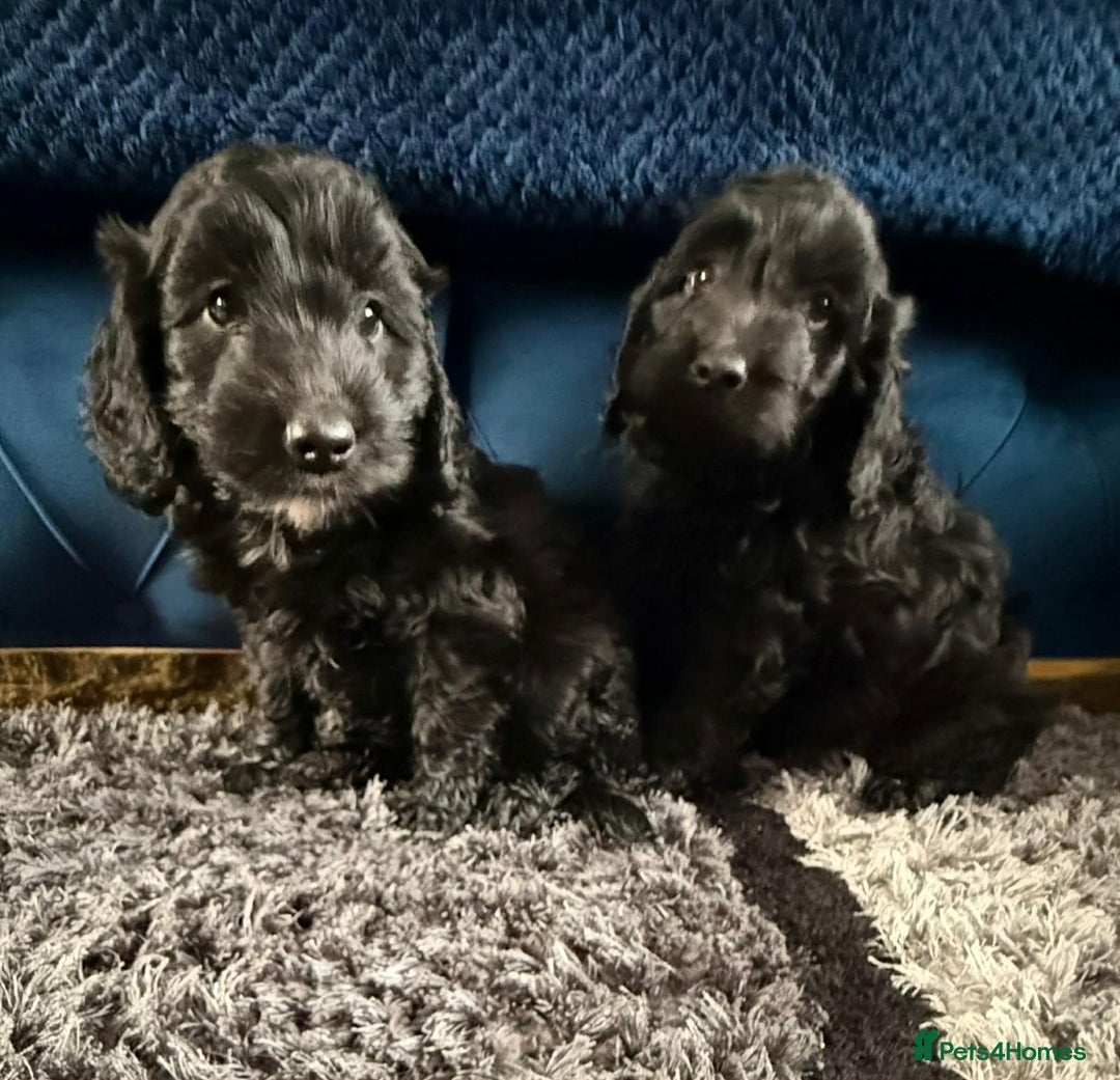 Cockapoo dogs for sale: Beautiful sister and brother available  - Advert 2