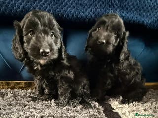 Cockapoo dogs Beautiful sister and brother available - Advert 2