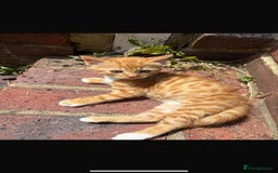 Mixed Breed cats for sale: Four beautiful kittens  - Image 6