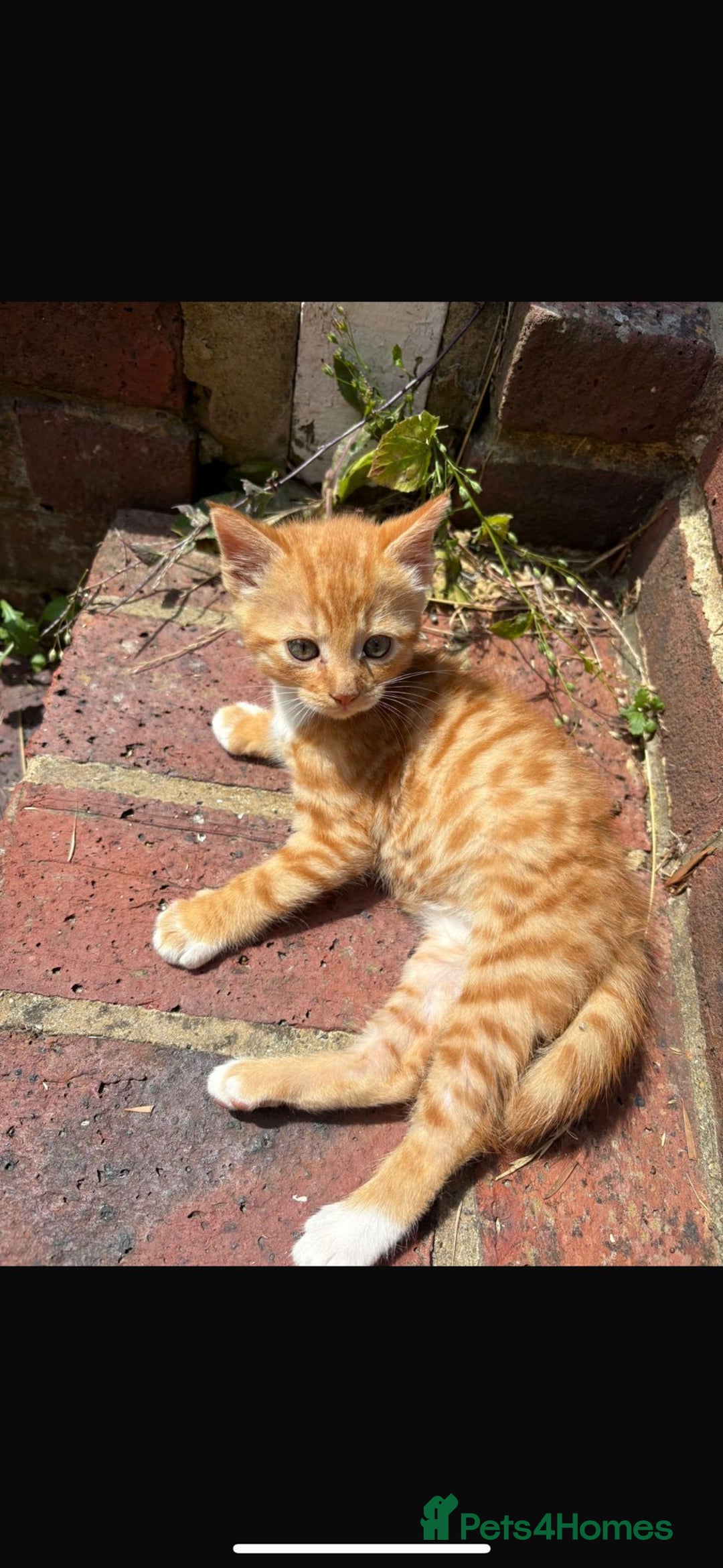 Mixed Breed cats for sale: Four beautiful kittens  - Image 6