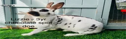 English Spot rabbits for sale: English Spot Rabbits - Advert 9