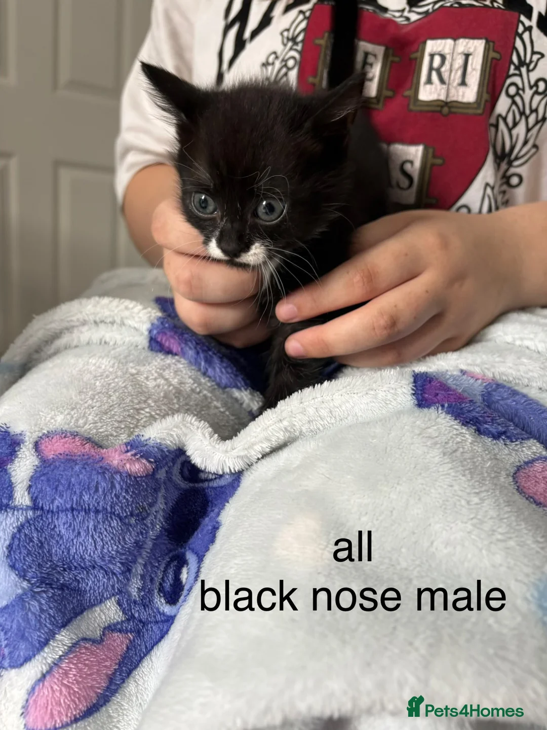 Mixed Breed cats for sale: 4 male kittens  - Advert 1