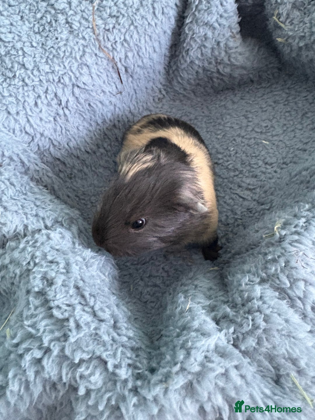 Guinea Pig rodents for sale: Two beautiful bonded baby boars - Advert 6