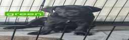 Cane Corso dogs for sale: *Ready to leave* Cane Corso puppys  - Advert 3