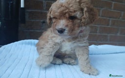 Cockapoo dogs for sale: READY NOW 5* F2B Apricot Merle Cockapoos - Image 10