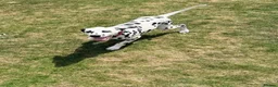Dalmatian dogs for sale: Dalmatian Puppy For Sale - Advert 3