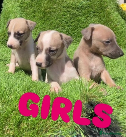 Whippet dogs - Advert 2