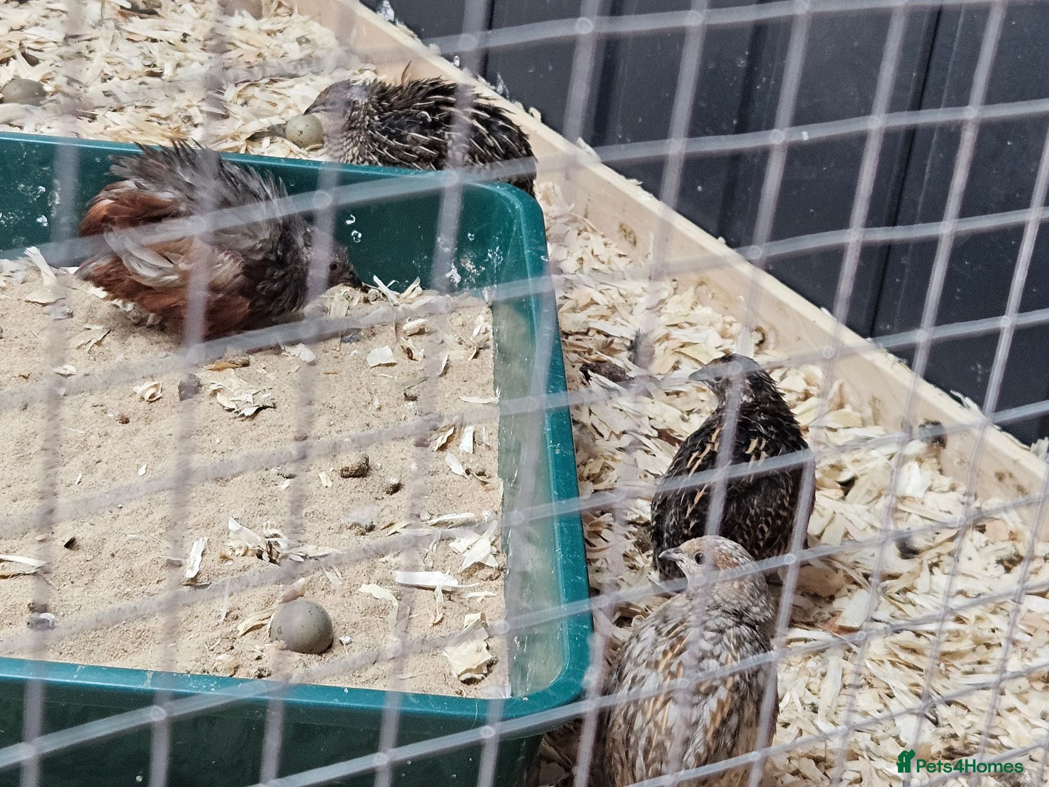 Quail poultry 8 Quail for sale - Advert 2