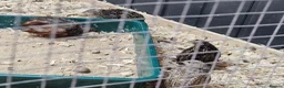 Quail poultry for sale: 8 Quail plus accessories for sale - Advert 2