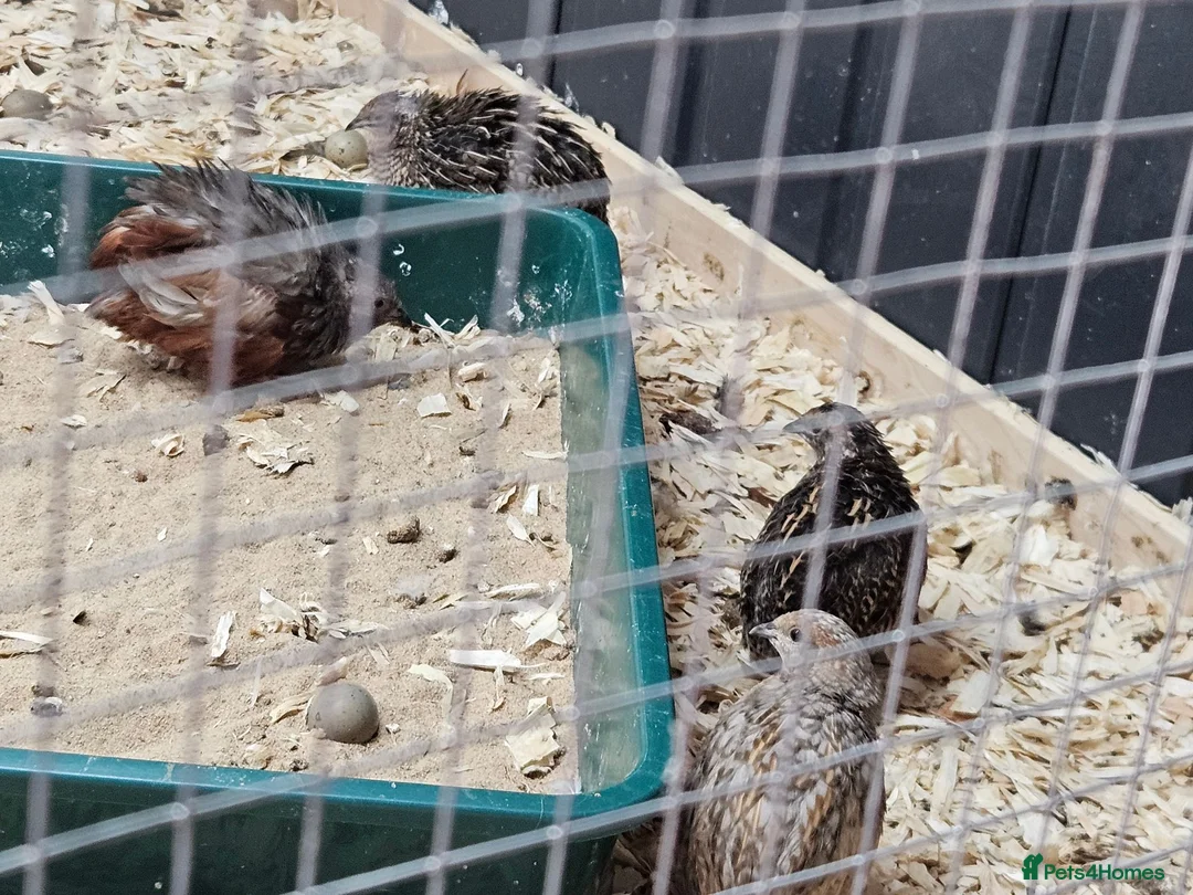 Quail poultry for sale: 8 Quail plus accessories for sale - Advert 2