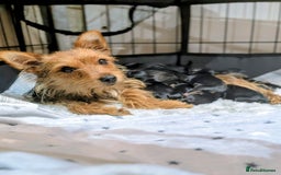 Yorkshire Terrier dogs for sale: 4 week old miniature Yorkshire terriers, 7 males  - Image 22