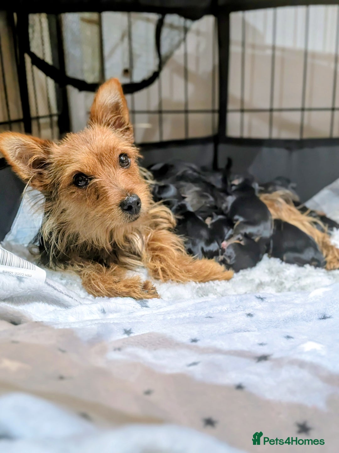Yorkshire Terrier dogs for sale: 4 week old miniature Yorkshire terriers, 7 males  - Image 22