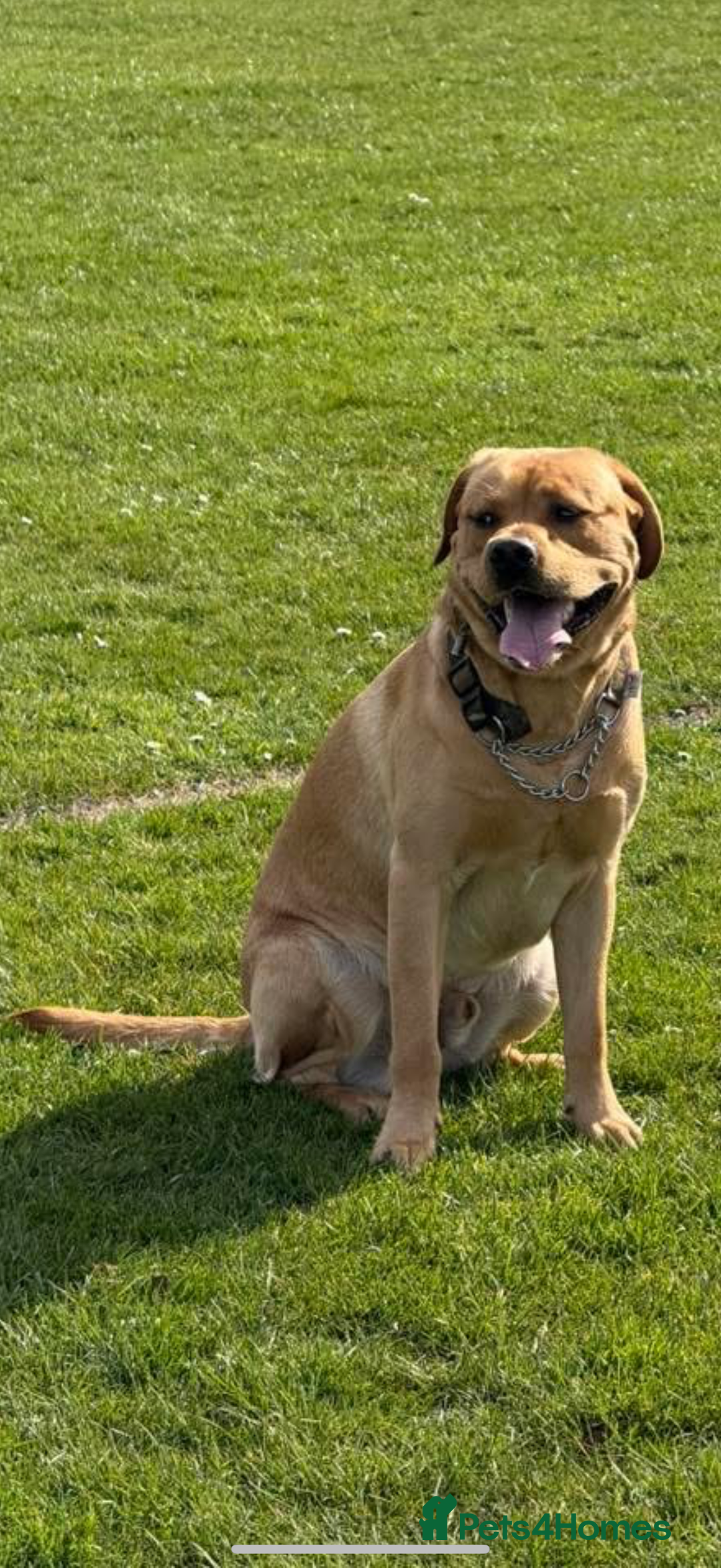 Labrador Retriever dogs for sale: Harvey KC registered  - Advert 1