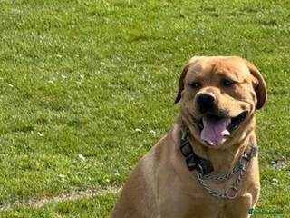 Labrador Retriever dogs Harvey KC registered - Advert 2