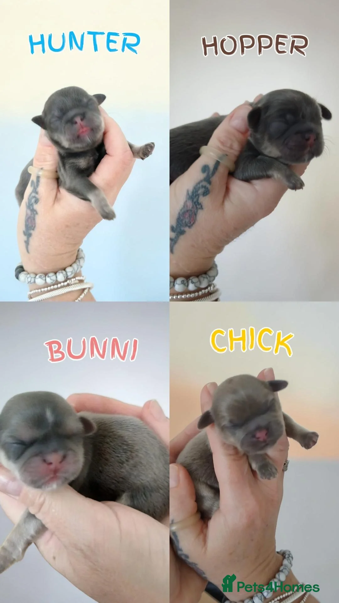 Shih Tzu dogs for sale: 💙 EXCLUSIVE BLUE & TAN CARRYING CHOC IMPERIALS 💙 - Advert 1