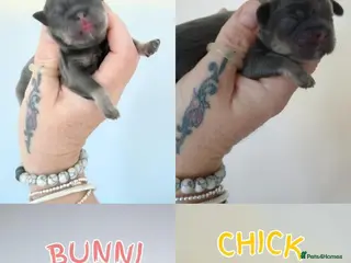 Shih Tzu dogs 💙 EXCLUSIVE BLUE & TAN CARRYING CHOC IMPERIALS 💙 - Advert 1